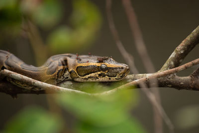 African rock python juvenile in the jungles of loango national park, gabon