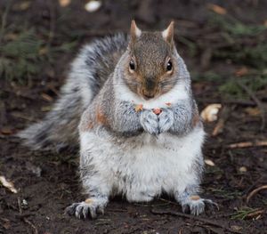 Portrait of squirrel