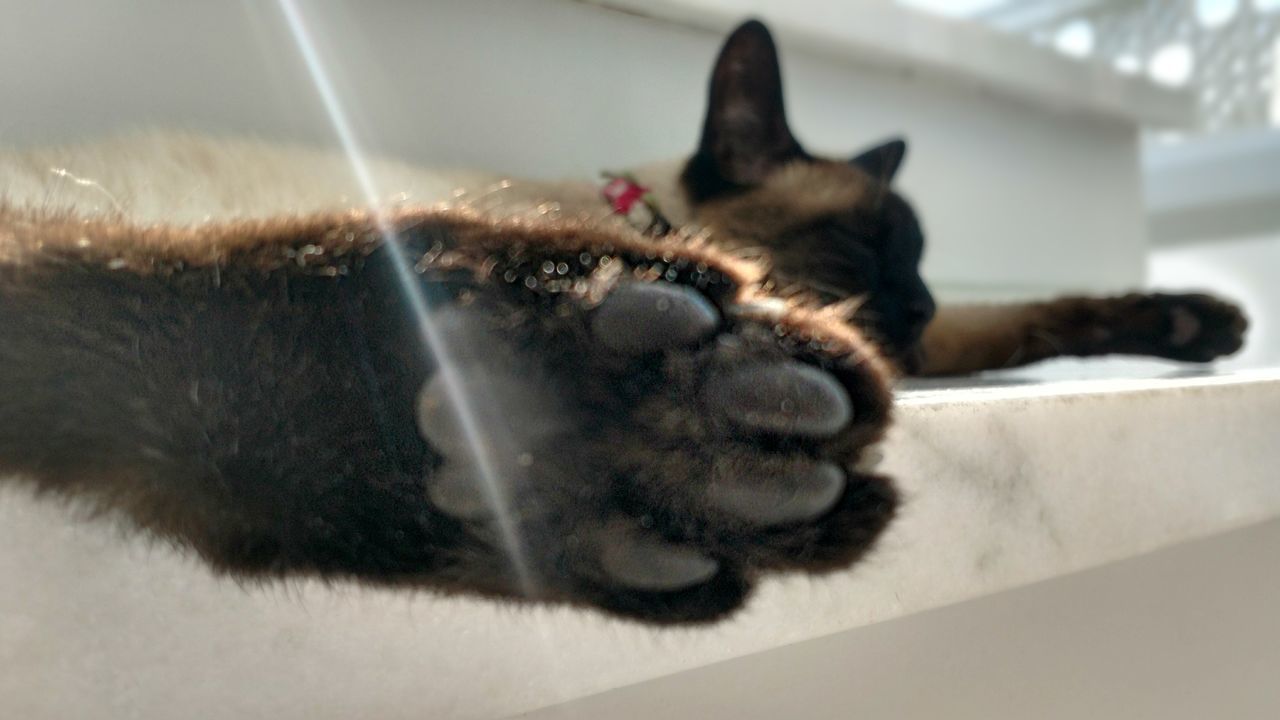 CLOSE-UP OF CAT ON BLANKET