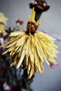 Close-up of wilted flower