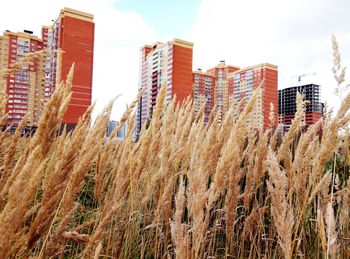 Low angle view of plants in city against sky