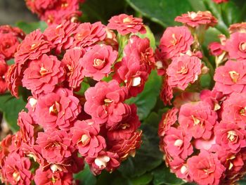 Close-up of pink flowers