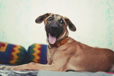 Close-up portrait of a dog