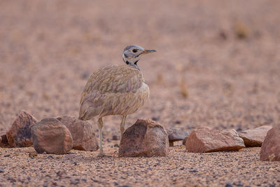 Bird perching on rock