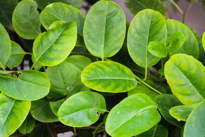 High angle view of leaves in plant