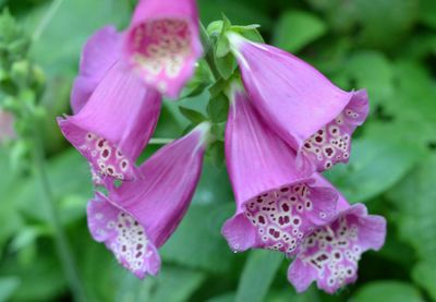 Close-up of pink flowers