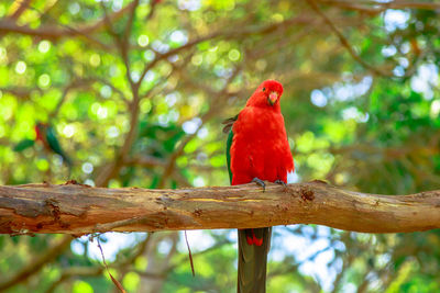 Bird perching on branch