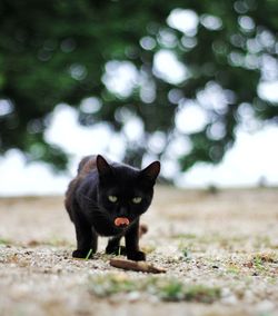 Portrait of cat