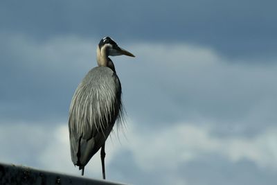 Low angle view of bird perching