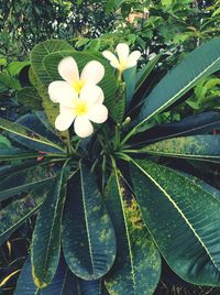 High angle view of frangipani blooming outdoors