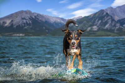 Full length of a dog in water