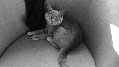 High angle view of cat resting on sofa