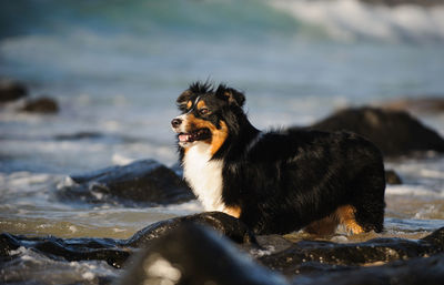 Dog in water