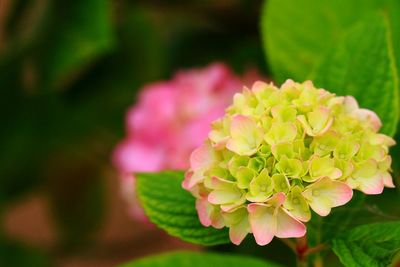 Close-up of pink flowers