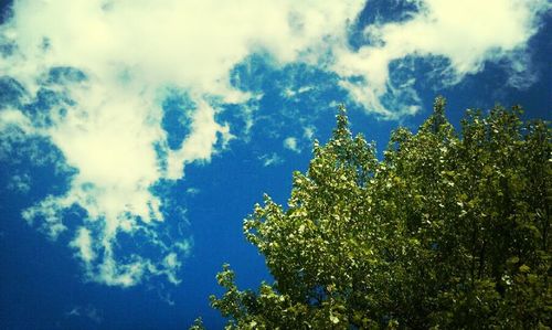 Low angle view of trees against blue sky