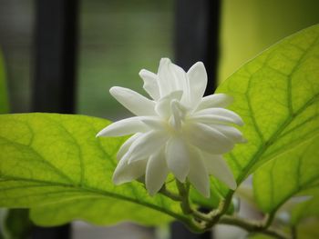 Close-up of white flower blooming outdoors