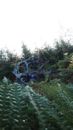 Surface level of trees on field against clear sky
