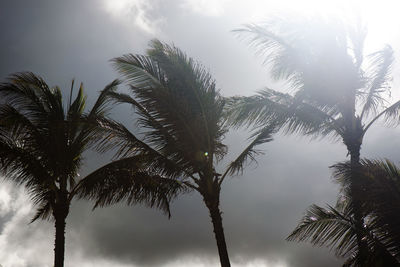 Low angle view of palm trees against sky