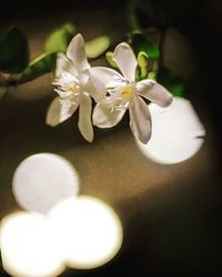 Close-up of white flowers blooming outdoors