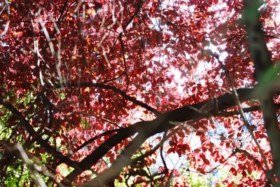 Low angle view of cherry blossom tree