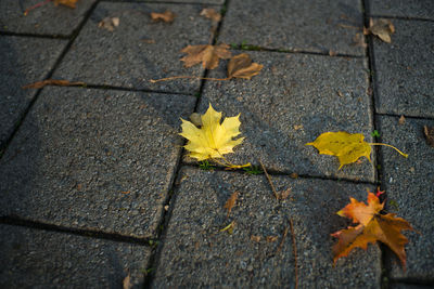 High angle view of maple leaves fallen on leaf