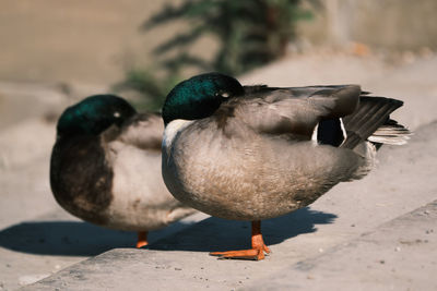 Close-up of ducks sleeping