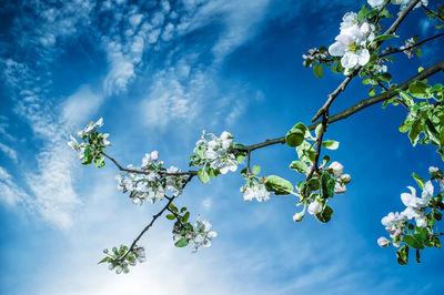 Low angle view of cherry blossoms against blue sky