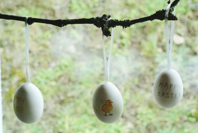 Close-up of easter eggs hanging to twig