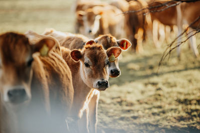 View of calfs on land.