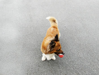 High angle view of dog standing on road