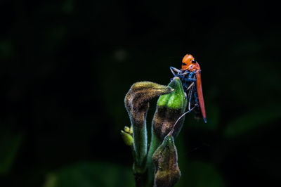 Close-up of insect on black background