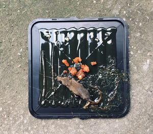 High angle view of food on metal grate