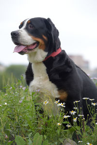 Black dog looking away