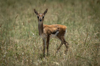 Side view of deer standing amidst plants on land