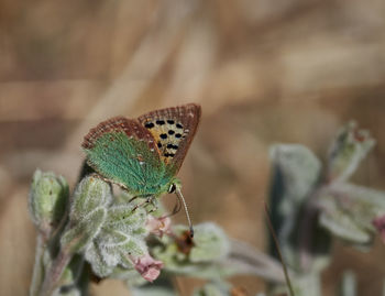 Butterfly provence hairstreak, tomares ballus, early in the morning near xativa, spain