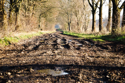 Bare trees in forest during autumn