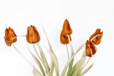 Close-up of flowering plants against white background