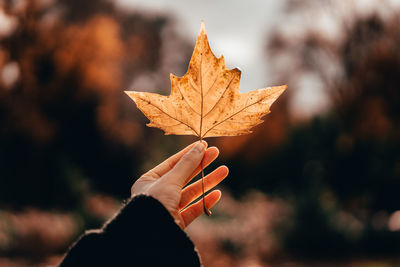 Close-up of hand holding maple leaf during autumn