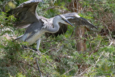 Bird perching on a tree