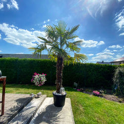 Scenic view of palm trees by plants against sky