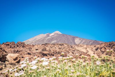 Flowers blooming on landscape against clear blue sky