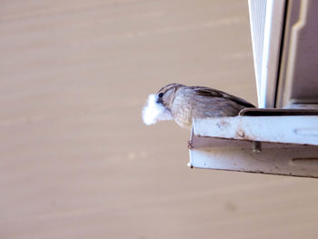 Close-up of bird perching on a feeder