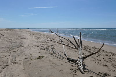 Scenic view of driftwood branch on beach  against blue sky