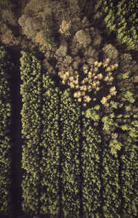 Full frame shot of pine trees in forest