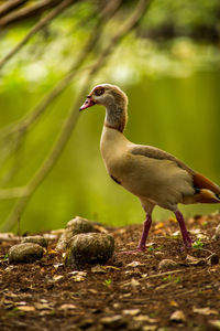 Close-up of bird perching on a land