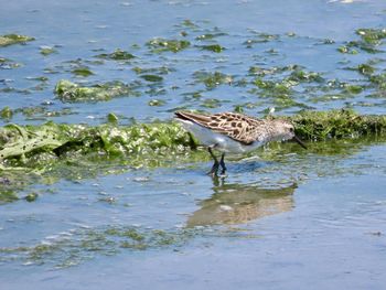 Side view of bird in lake