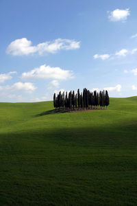 Trees growing on grassy field against sky