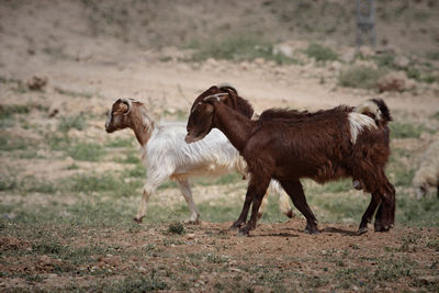 Goats walking on field