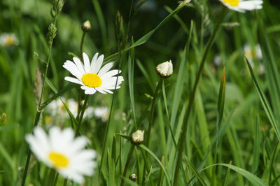 Close-up of white daisy flowers on field