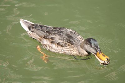 High angle view of duck swimming in lake